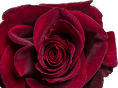 Black Baccara Rosa