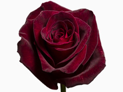 Black Baccara Rose