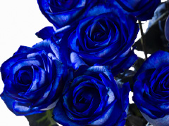 Blauer Rosenstrauß: Anzahl bestellen