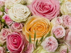 Bunte Rosen
