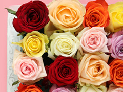 Rosen bunt