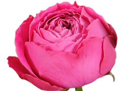 Buzzy Magenta Rose