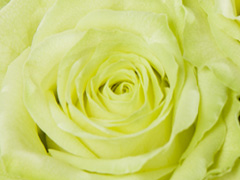 Grüne Rose