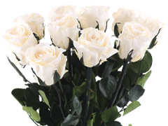 Lang haltbare Rosenstrauß