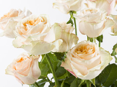Exklusive Rosen: Victorian