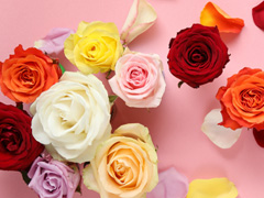 Rosen verschicken - Frauentag