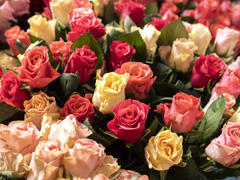 Bunte Rosen - 7 Farben
