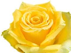 Frülingrosen