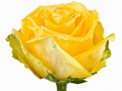 Gelbe Rose