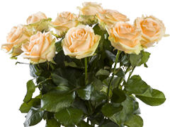 Gaschäftsblumen versenden