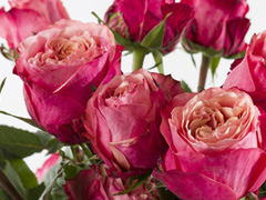 Ecuador Rosen | Rosenversand Surprose.de