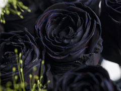 Halloween Schwarze Rosen