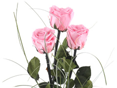 Lang haltbare Rosen