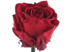 Bordeauxrote long life Rose