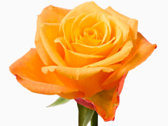 Orange Rose