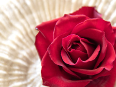 Rosen als perfektes Geschenk
