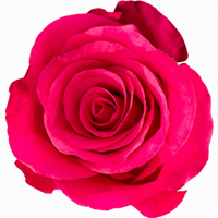 Pinke Rose - Tacazzi