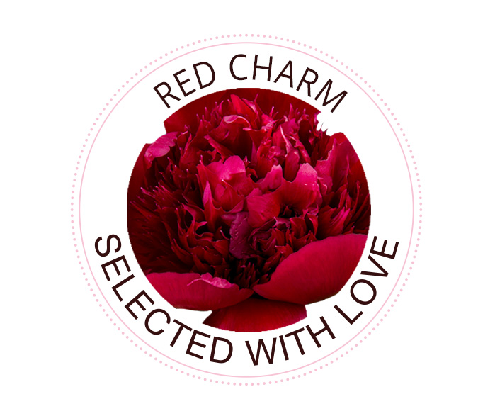 Rosensorte Red Charm