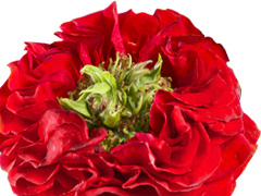 Die Red Eye Rose