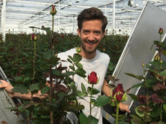 Züchter: Meewisse Roses