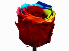 Regenbogen long life Rose