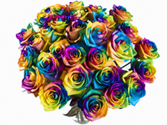 Regenbogen Rosen