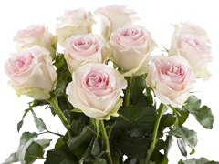 Rosa Frühlingsrosen