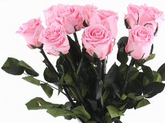 Rosa long life Rosen