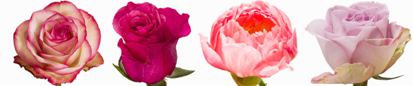 Rosa Rosensorten