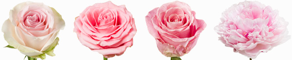 Rosa Rosensorten