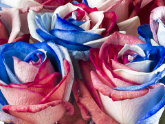 Rosen aus Holland