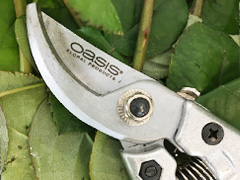 Rosenschere