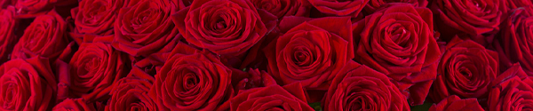 Rote Rosen - Red Naomi