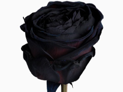 Schwarze Rose