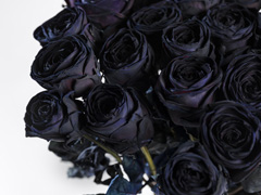 Schwarze Rosen Rosenversand Surprose De