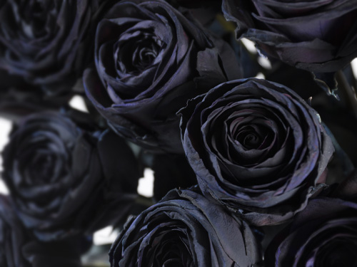 Schwarze Rosen bestellen