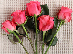 Stachellose Rosen