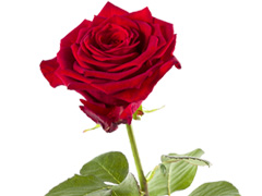 1 Rote Rose