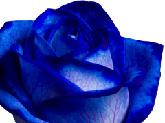 Blaue Rose: Vendela