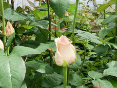 Züchter: Berg Roses