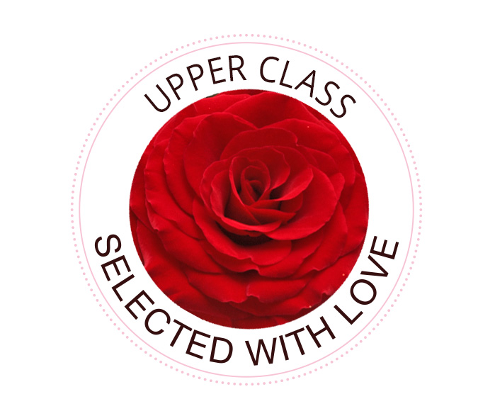 Upper Class Rose