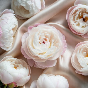 Weiß-Rosa Pfingstrosen - Gardenia Weiß-Rosa Pfingstrosen - Gardenia