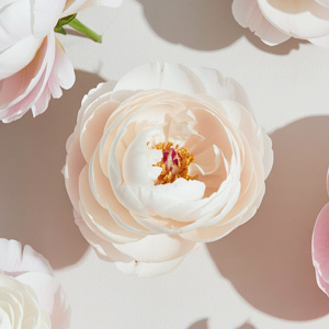 Weiße Pfingstrose Weiße Pfingstrose