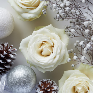 Rosen im Winter Rosen im Winter