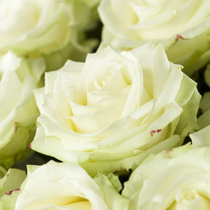 Weiße Rosen bestellen