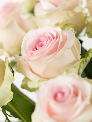 Zart Rosa Rosen Zart Rosa Rosen