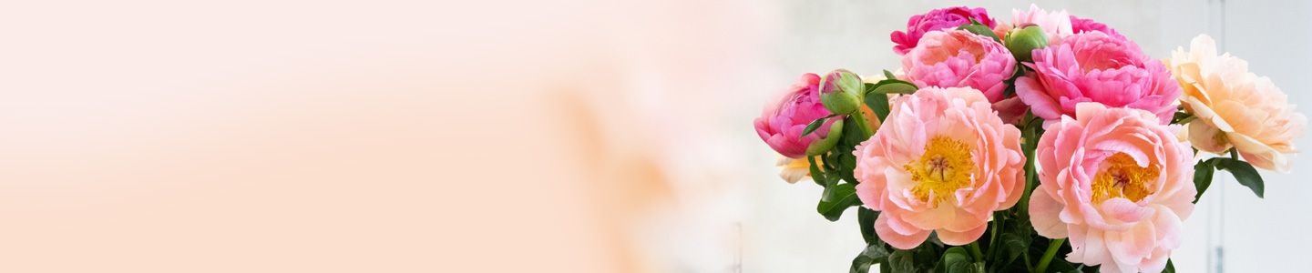 Apricot Pfingstrosen