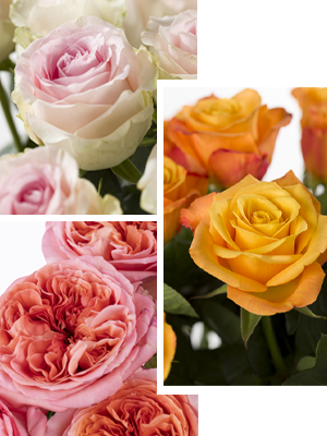 Zweifarbige Rosen Zweifarbige Rosen